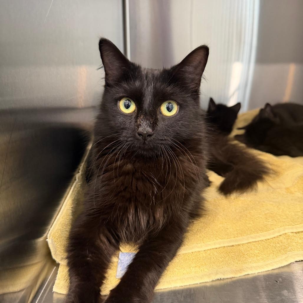Yoko, Adoptable, Adult Female Domestic Medium Hair.