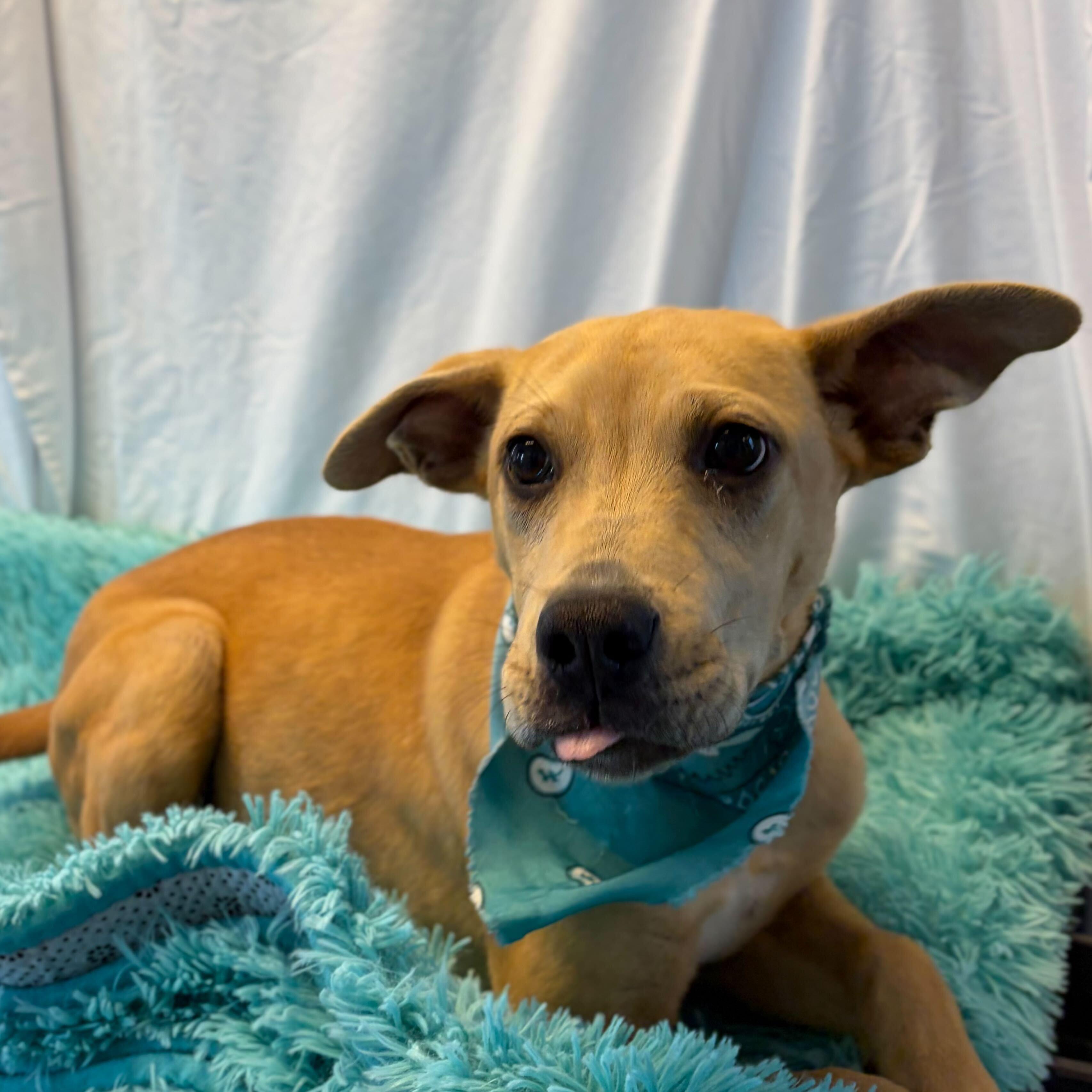 Enlarge Apple, an adopted Mixed Breed in Canal Winchester, OH image 2/3