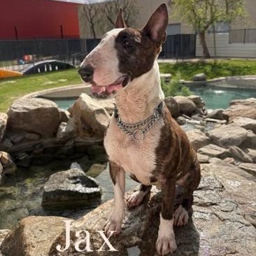 Jax, Adoptable, Adult Male Bull Terrier.