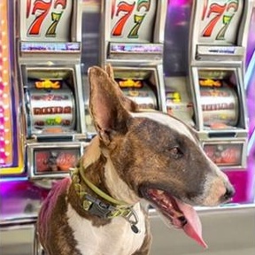 Enlarge Jax, a Adoptable Bull Terrier in Palm Desert, CA image 1/1