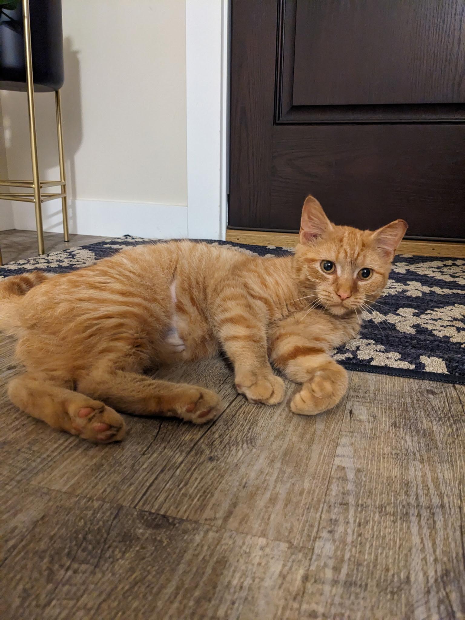 Enlarge Soleil, a Adopted mixed breed in West Chester, PA image 1/1