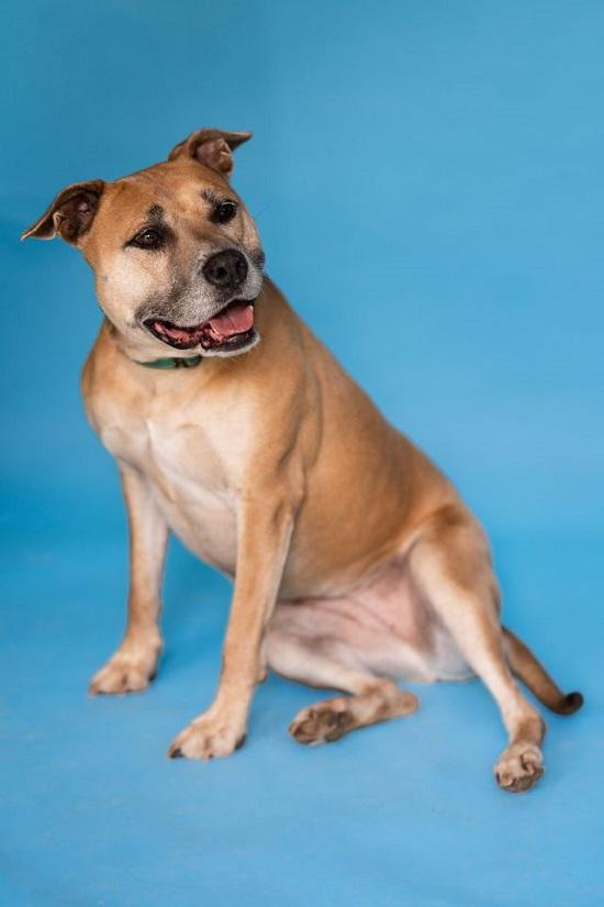 Enlarge BAMBI, a Adoptable Terrier in Pegram, TN image 4/6