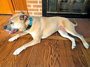 Enlarge BAMBI, a Adoptable Terrier in Pegram, TN image 2/6