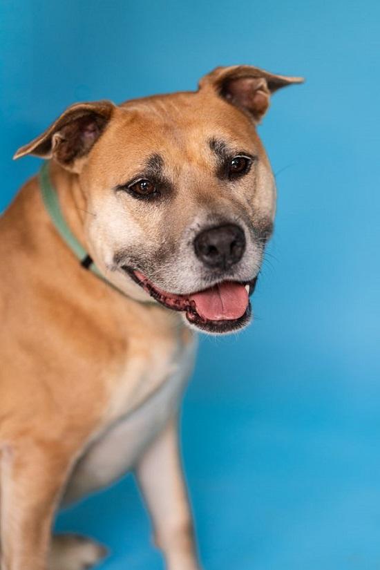 Enlarge BAMBI, a Adoptable Terrier in Pegram, TN image 3/6