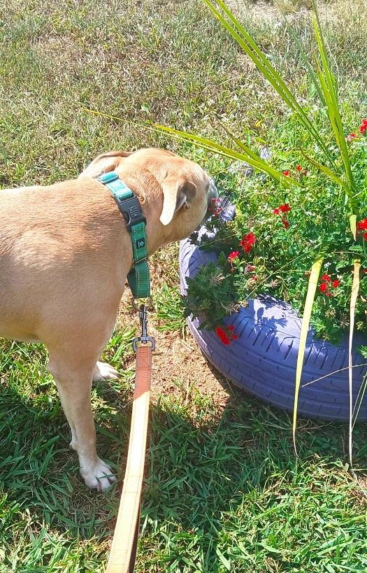 Enlarge BAMBI, a Adoptable Terrier in Pegram, TN image 5/6