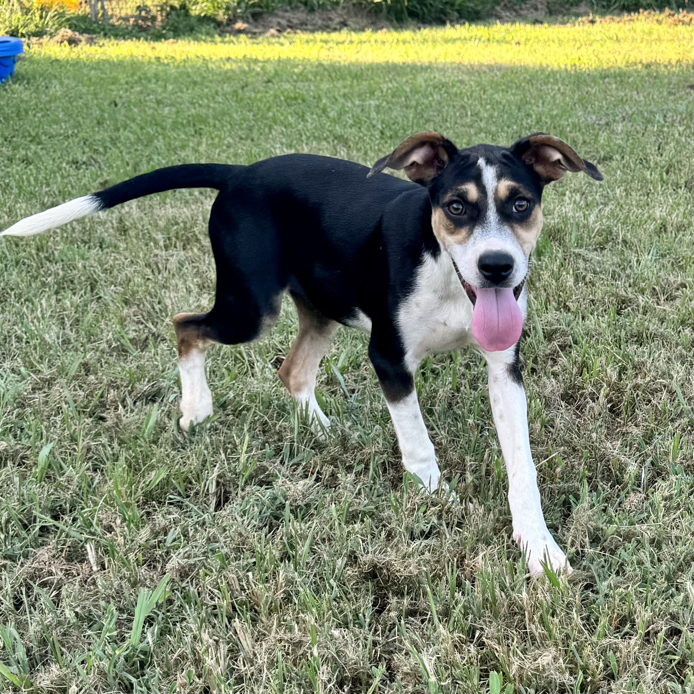 Blizzard, a Adoptable mixed breed in Sharon, VT image 2/6