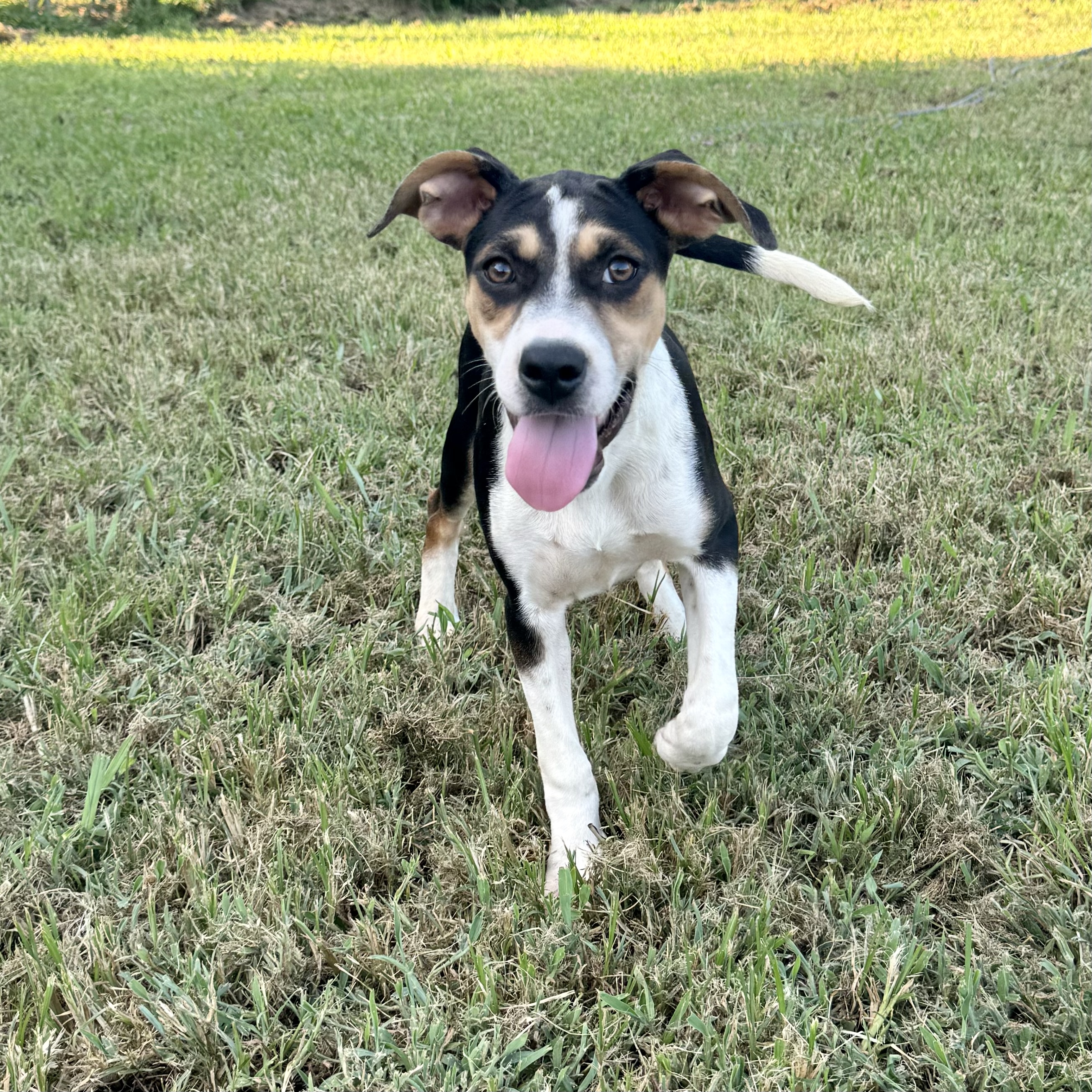 Blizzard, a Adoptable mixed breed in Sharon, VT image 1/6