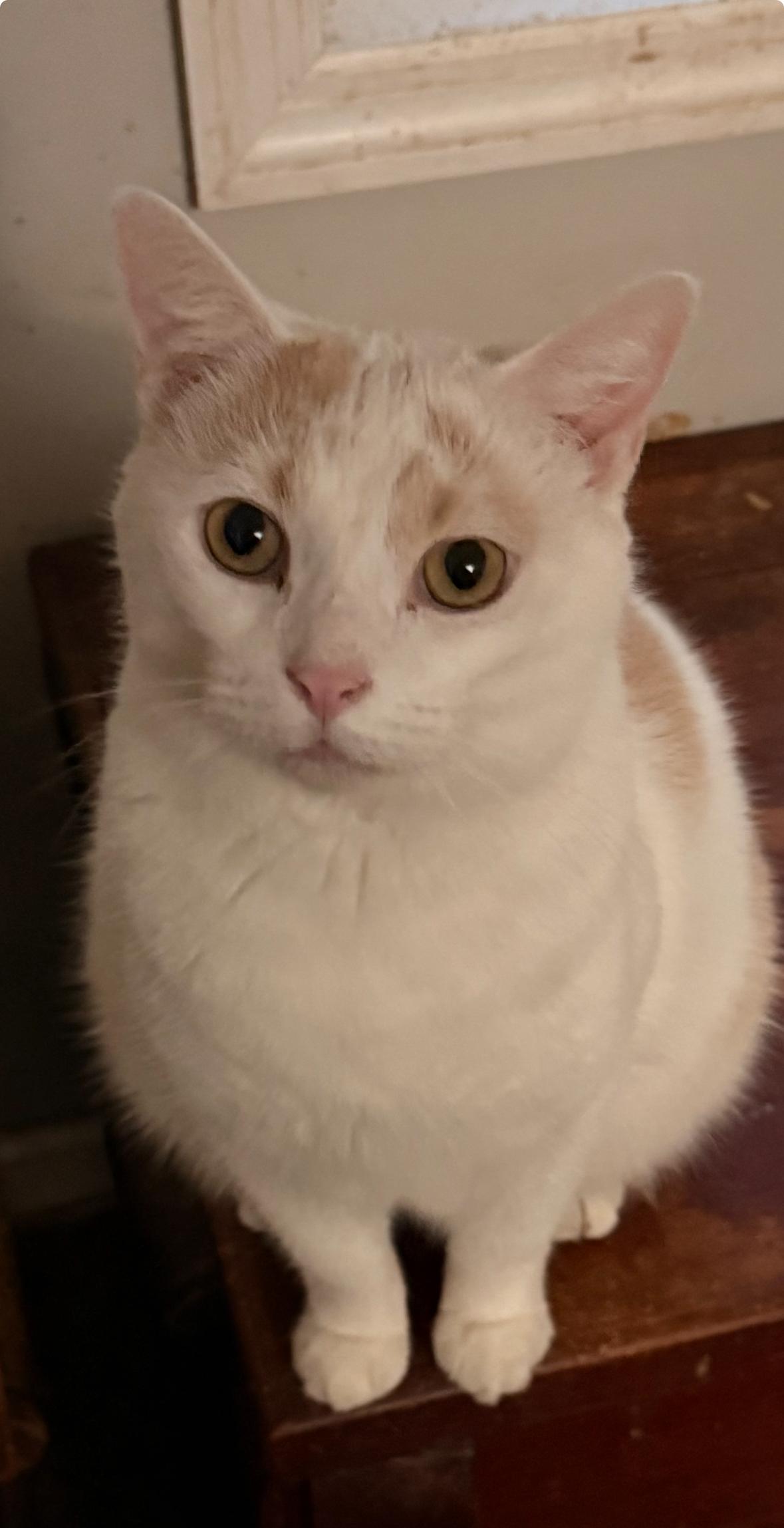 Trooper , ADOPTABLE, Adult Male Domestic Short Hair.