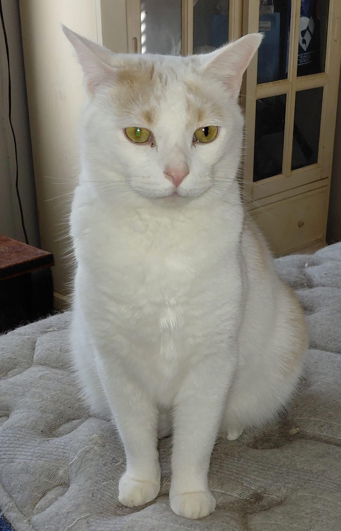 Enlarge Trooper , a ADOPTABLE mixed breed in Andersonville, TN image 2/3