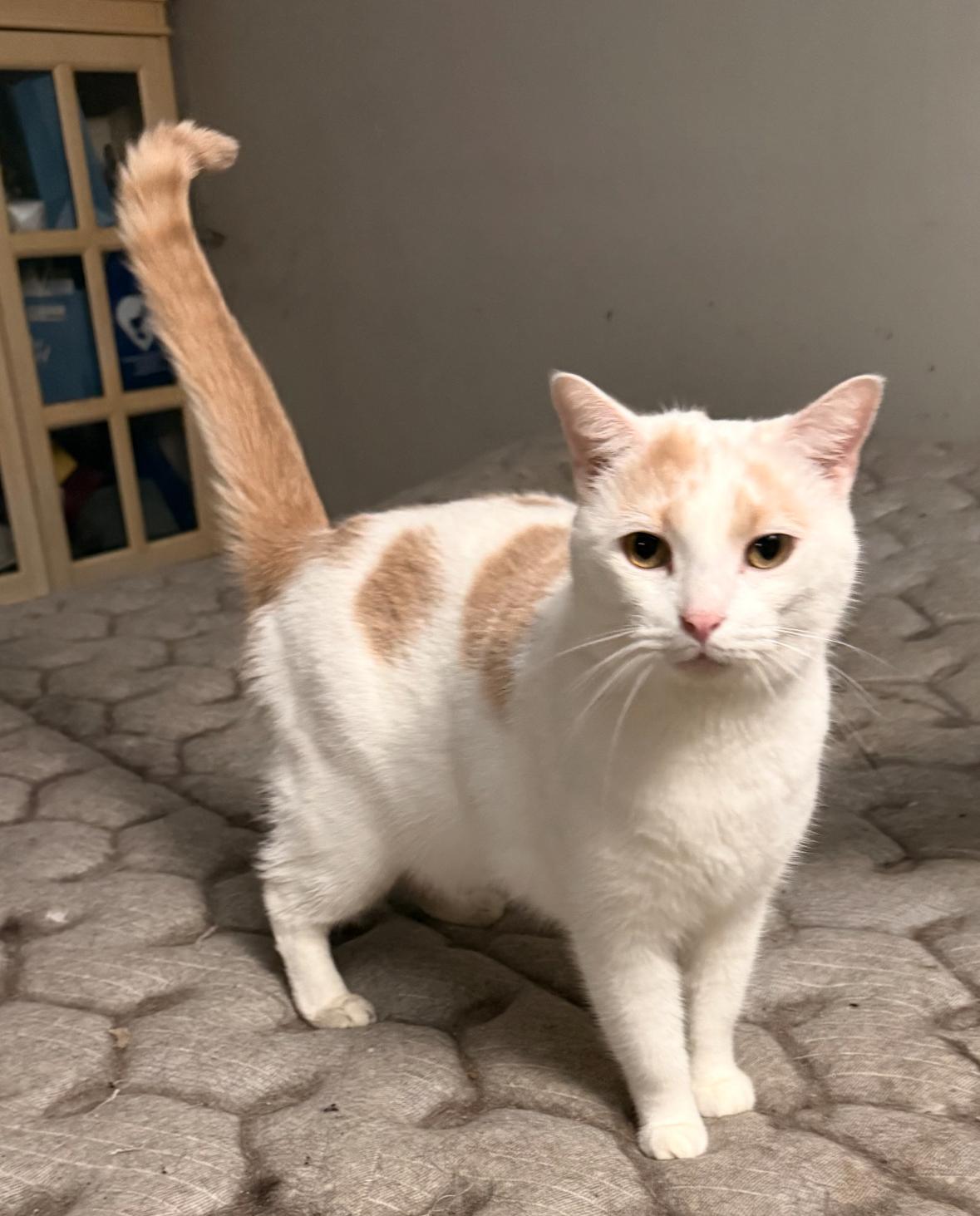 Enlarge Trooper , a ADOPTABLE mixed breed in Andersonville, TN image 3/3