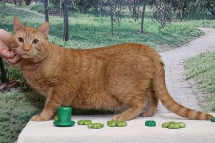 Garfield — thumbnail 2