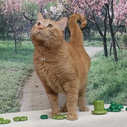 Garfield — thumbnail 3