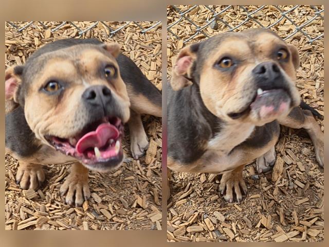 Enlarge COTTONWOOD, a Adoptable mixed breed in Albuquerque, NM image 1/1