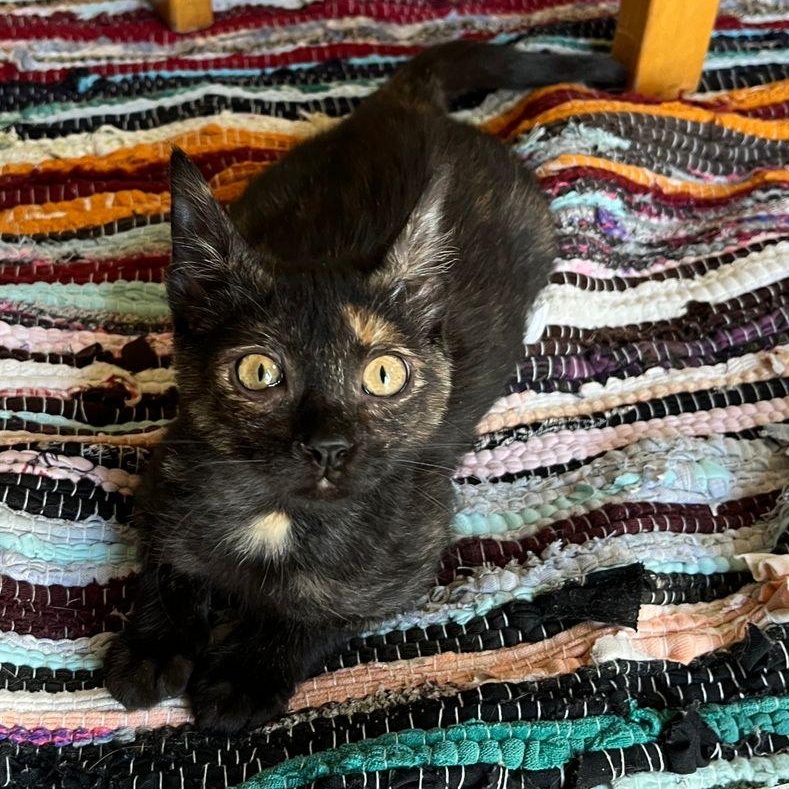 Enlarge Soul N., a ADOPTABLE Domestic Short Hair in Brampton, ON image 4/4
