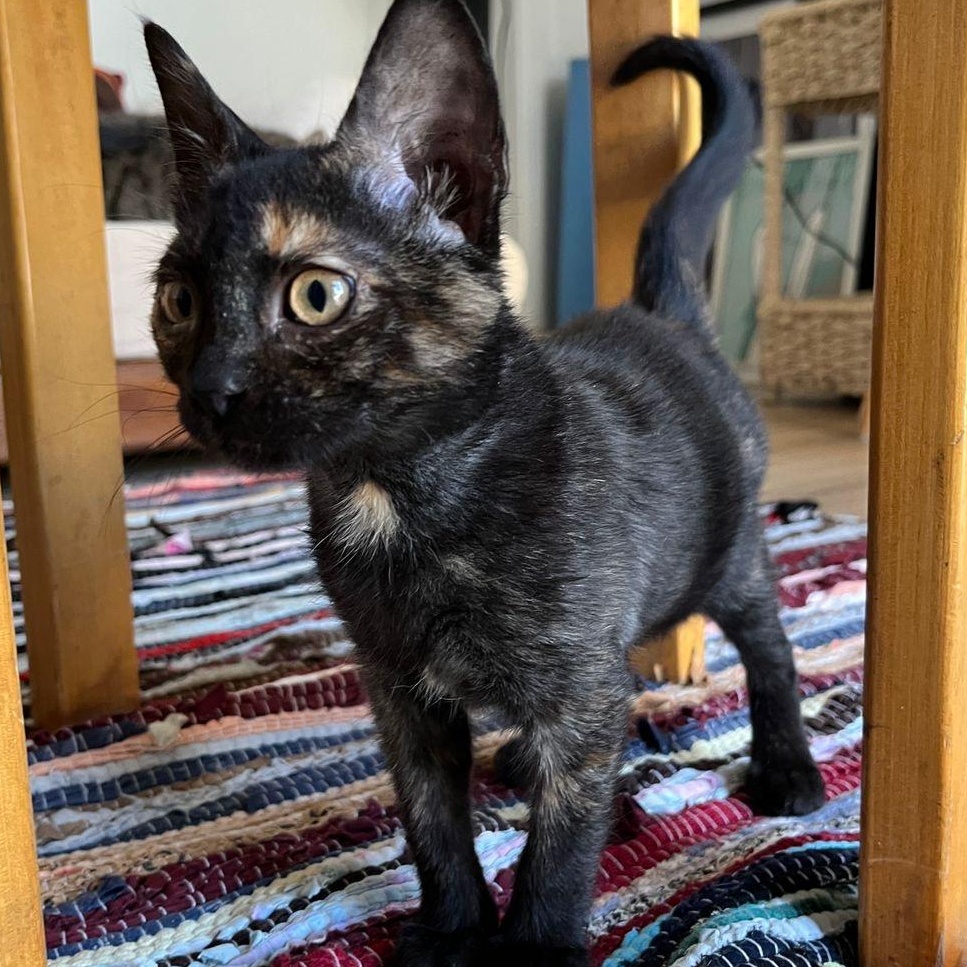 Enlarge Soul N., a ADOPTABLE Domestic Short Hair in Brampton, ON image 1/4