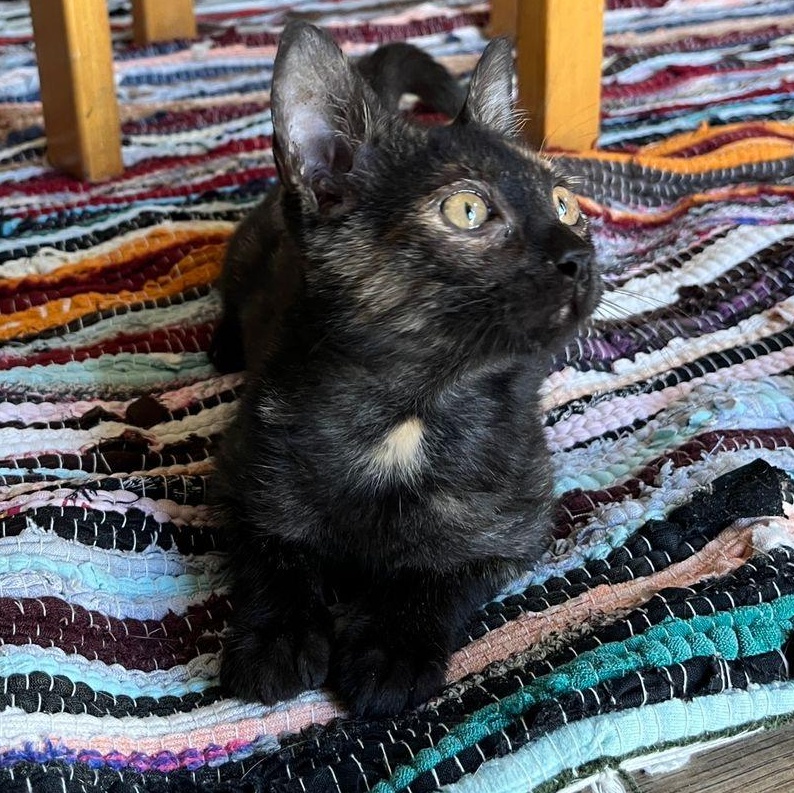 Enlarge Soul N., a ADOPTABLE Domestic Short Hair in Brampton, ON image 3/4