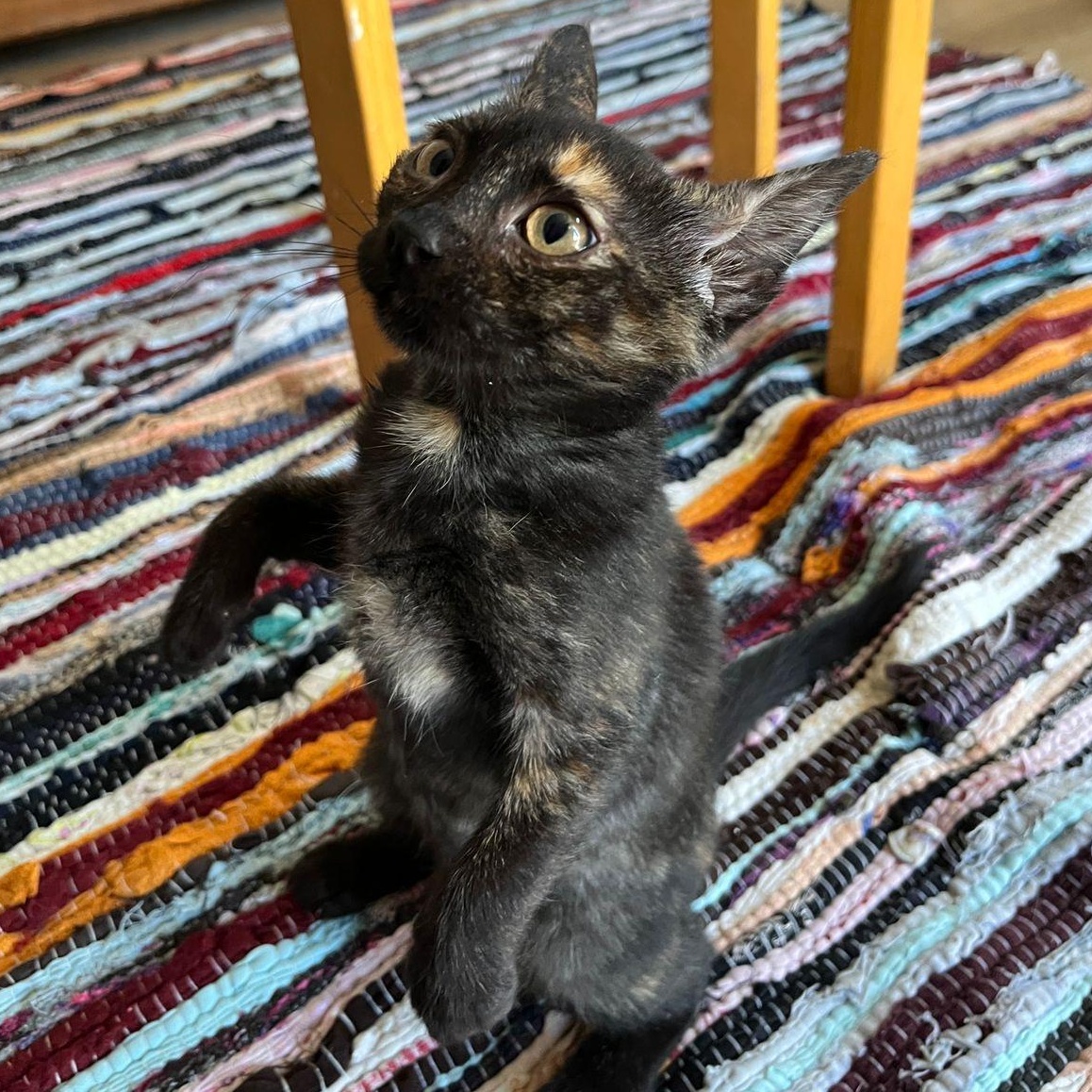 Enlarge Soul N., a ADOPTABLE Domestic Short Hair in Brampton, ON image 2/4