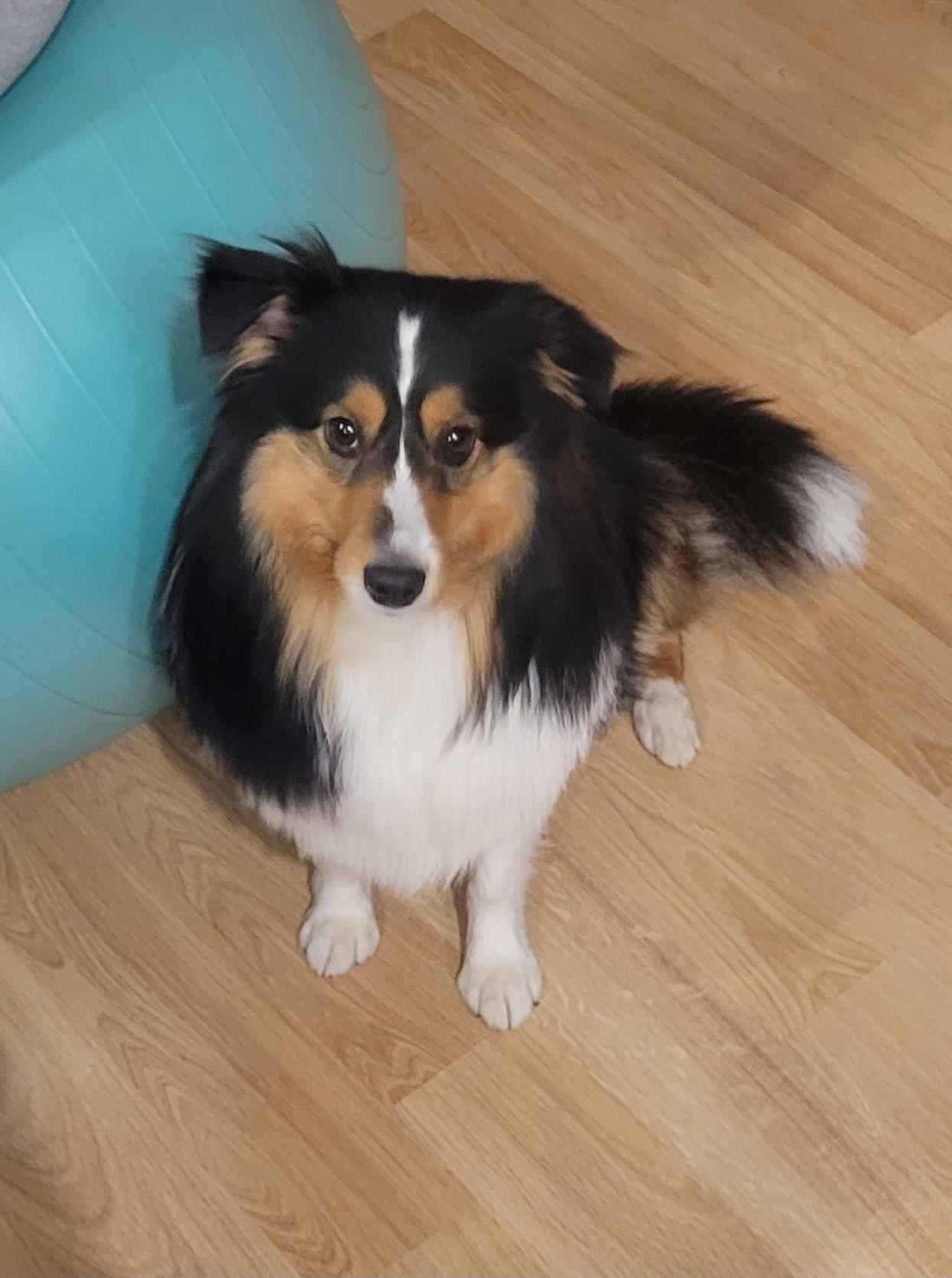 Enlarge Abby, a Adoptable Shetland Sheepdog / Sheltie in River Falls, WI image 1/3