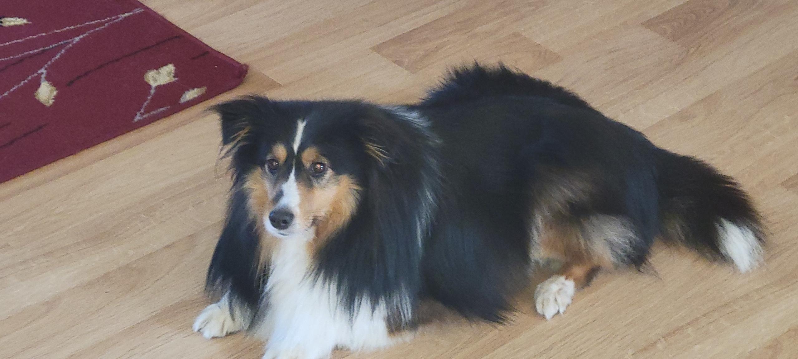 Enlarge Abby, a Adoptable Shetland Sheepdog / Sheltie in River Falls, WI image 3/3
