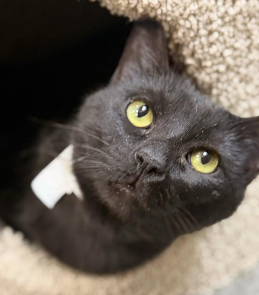 Kiss, a Adoptable Domestic Short Hair in Marietta, GA image 5/6
