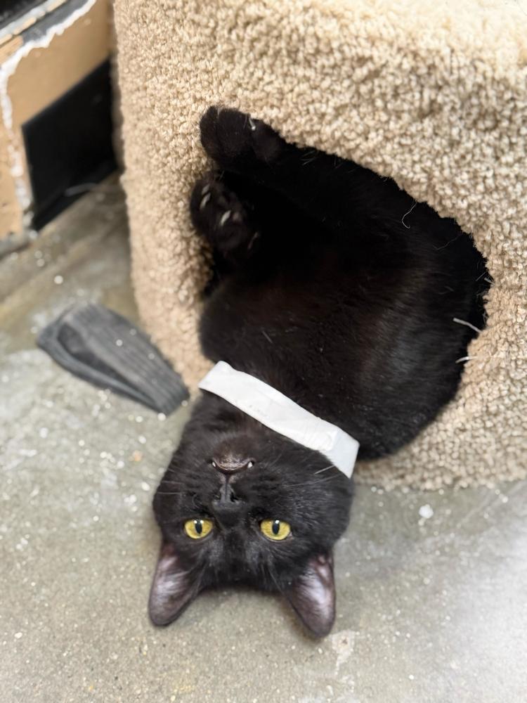 Kiss, a Adoptable Domestic Short Hair in Marietta, GA image 6/6