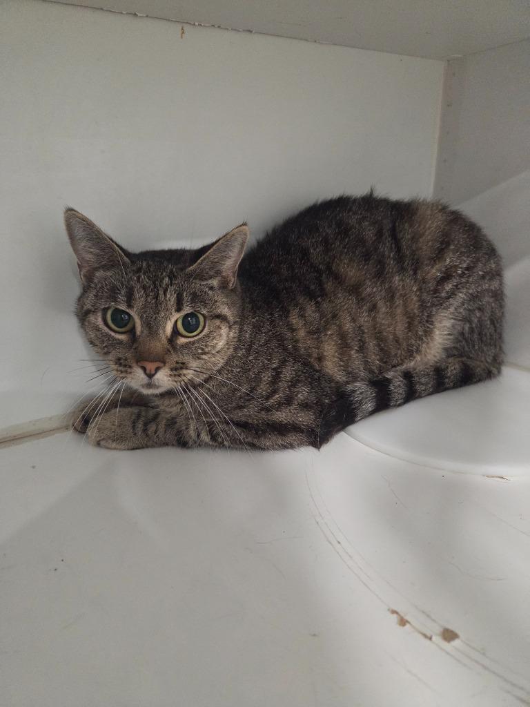 Enlarge Reba- Adult, a Adoptable mixed breed in Lunenburg, VT image 1/2