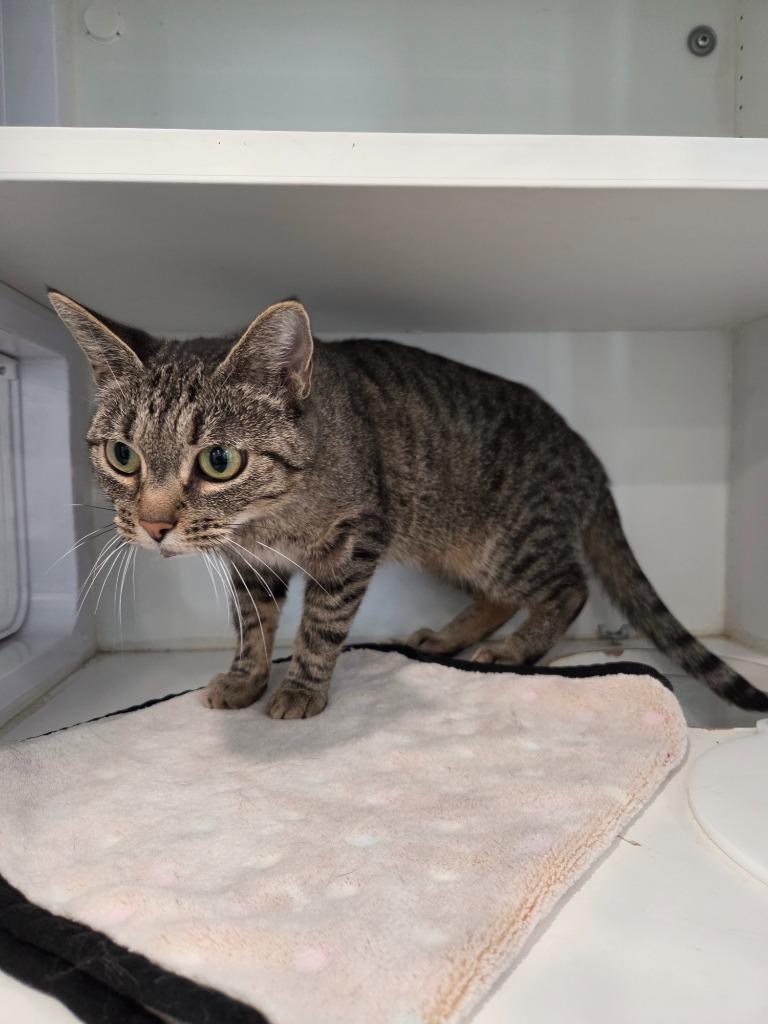 Enlarge Reba- Adult, a Adoptable mixed breed in Lunenburg, VT image 2/2