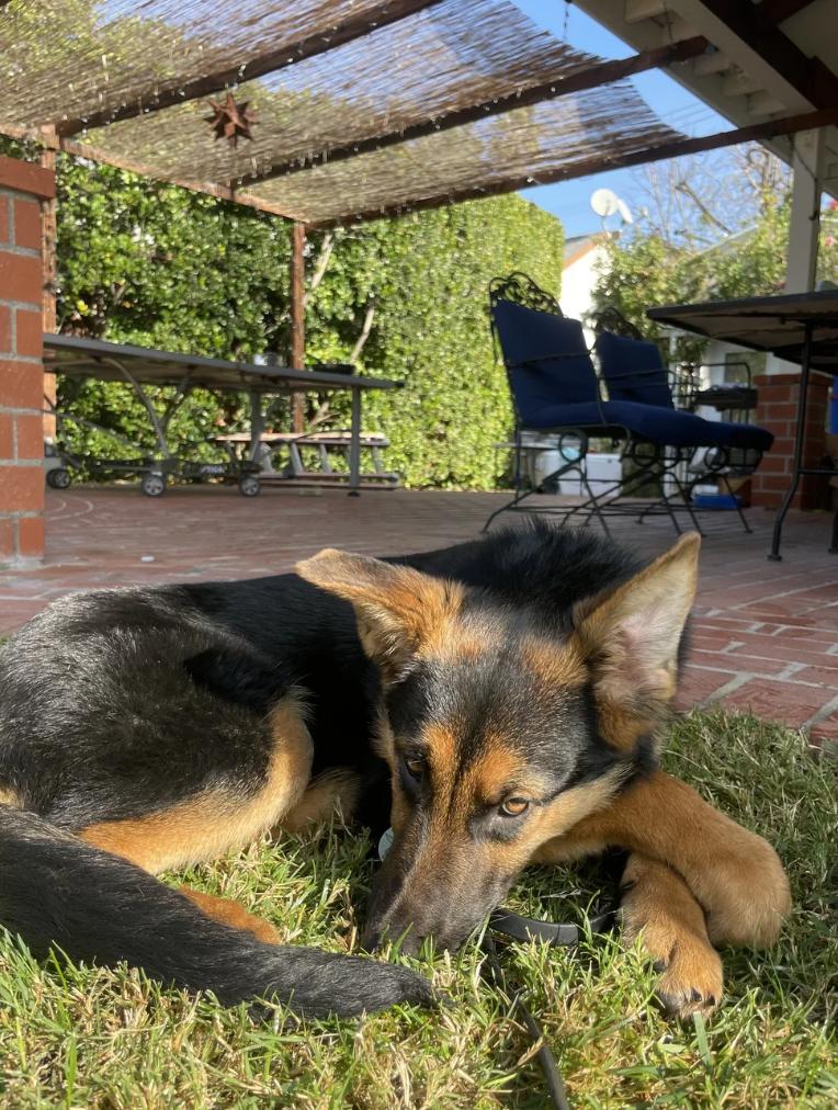 Enlarge Aria`, a ADOPTABLE German Shepherd Dog in Sacramento, CA image 3/6