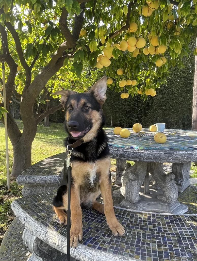 Enlarge Aria`, a ADOPTABLE German Shepherd Dog in Sacramento, CA image 2/6