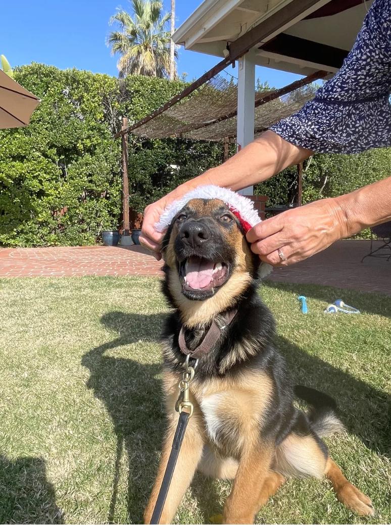 Enlarge Aria`, a ADOPTABLE German Shepherd Dog in Sacramento, CA image 4/6