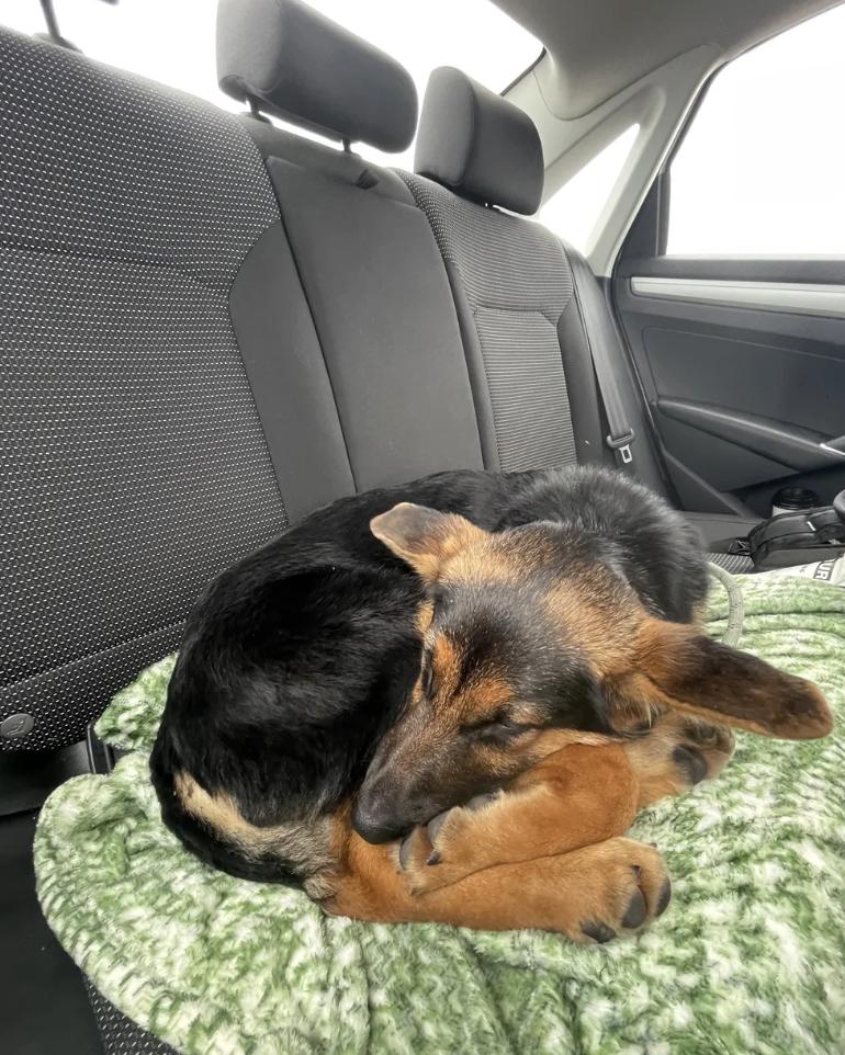 Enlarge Aria`, a ADOPTABLE German Shepherd Dog in Sacramento, CA image 5/6