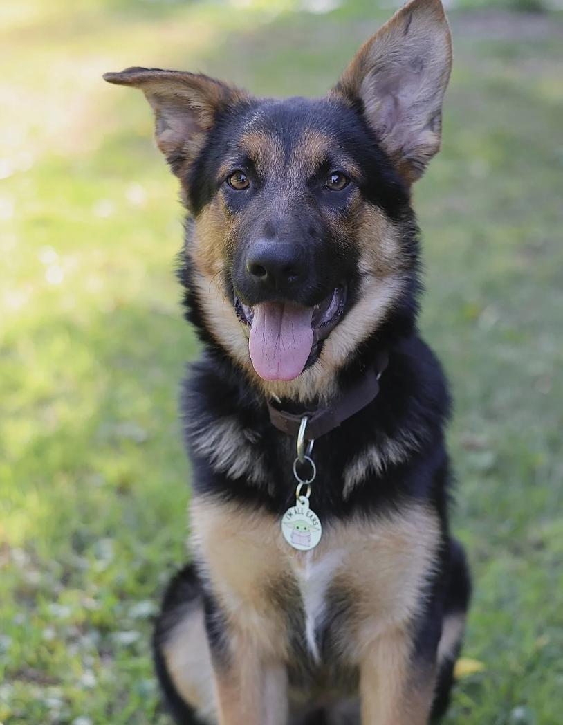Aria`, ADOPTABLE, Puppy Female German Shepherd Dog.