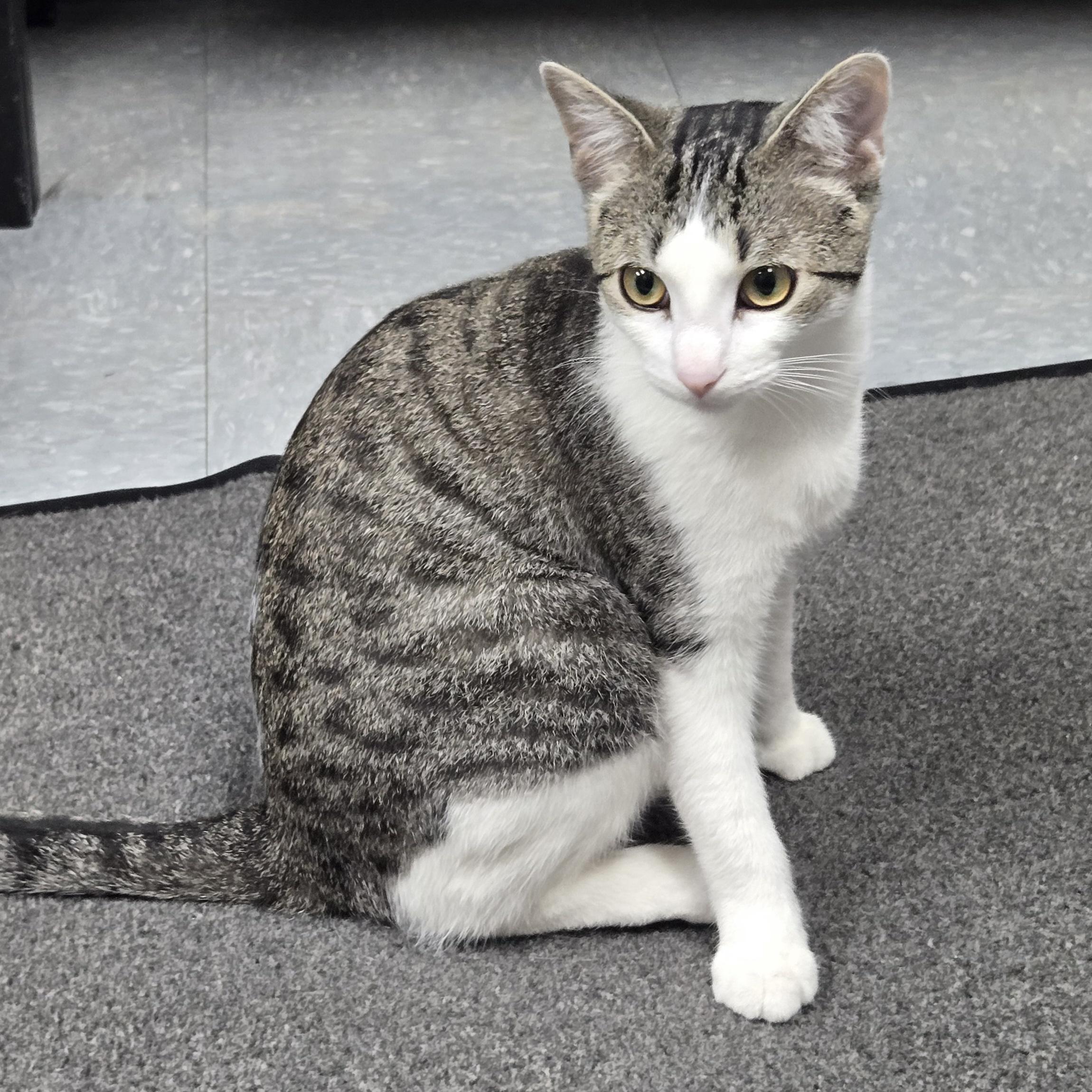 Enlarge Sunshine, an adopted mixed breed in Keokuk, IA image 1/3