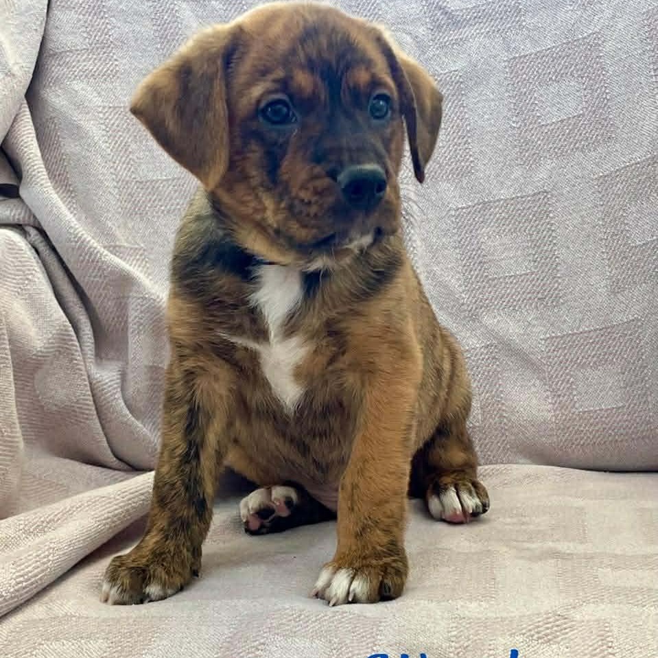 Enlarge WOOD, an adopted mixed breed in Madisonville, LA image 2/3