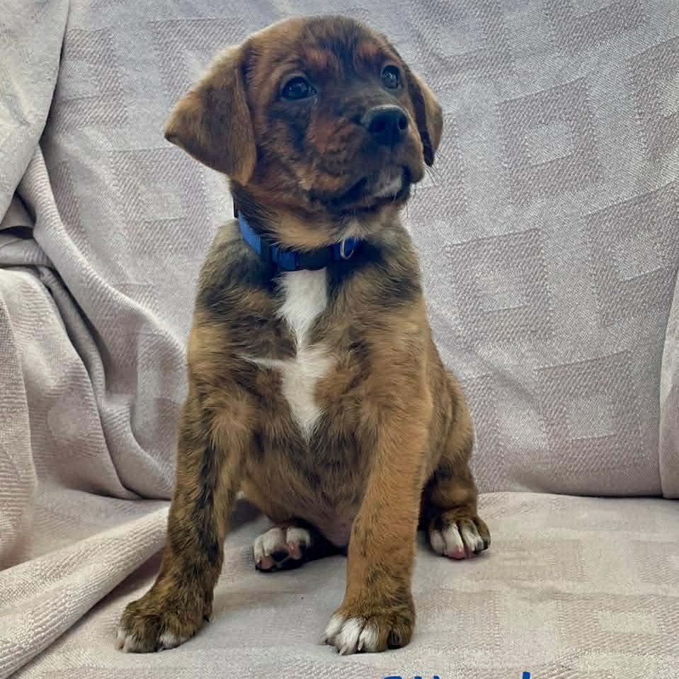 Enlarge WOOD, an adopted mixed breed in Madisonville, LA image 1/3