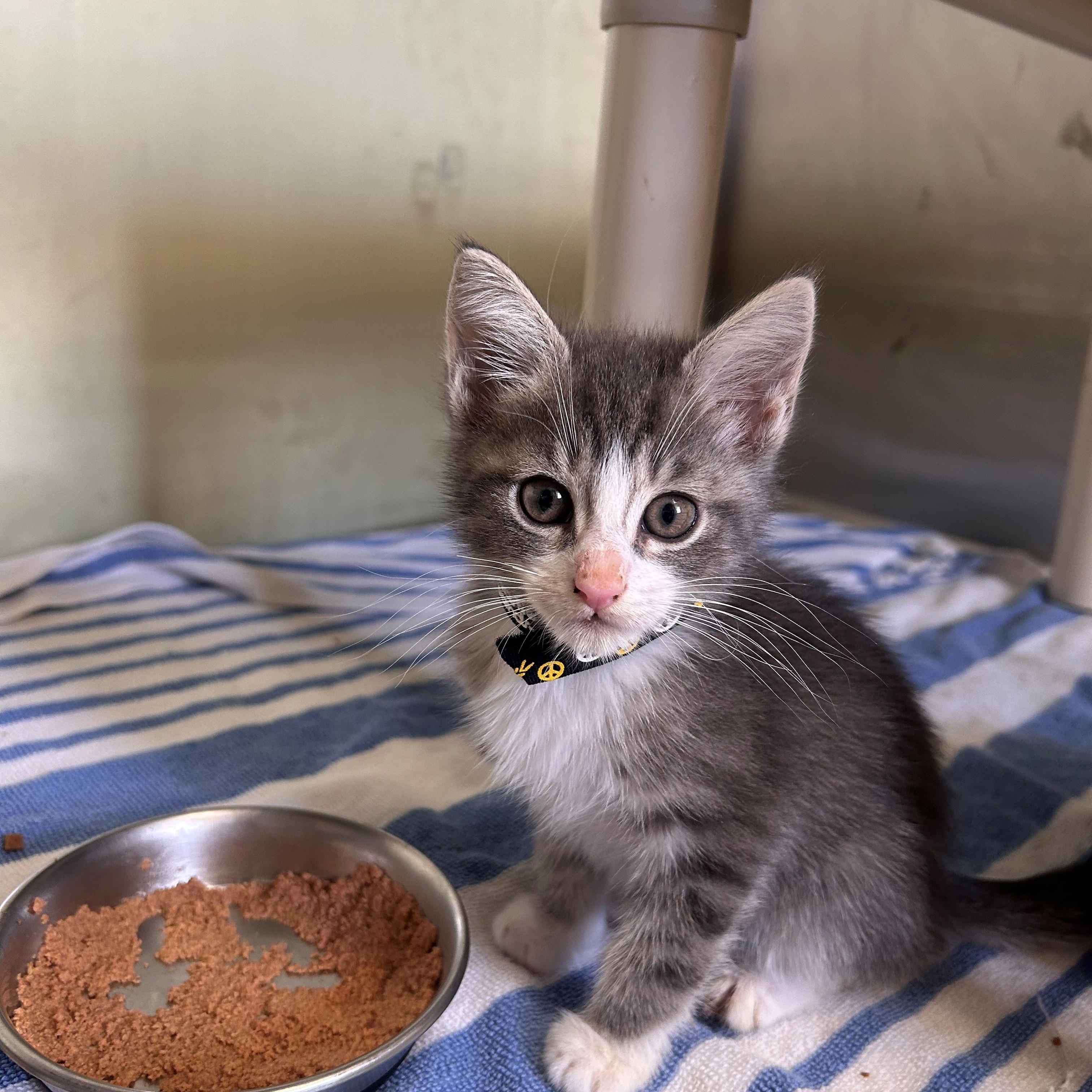 Enlarge Cinder, an adopted Domestic Short Hair in Margate, FL image 1/1