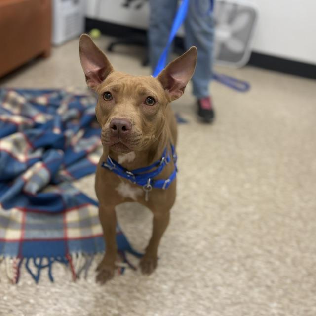 Enlarge IZZY, a Adoptable mixed breed in Boston, MA image 1/1