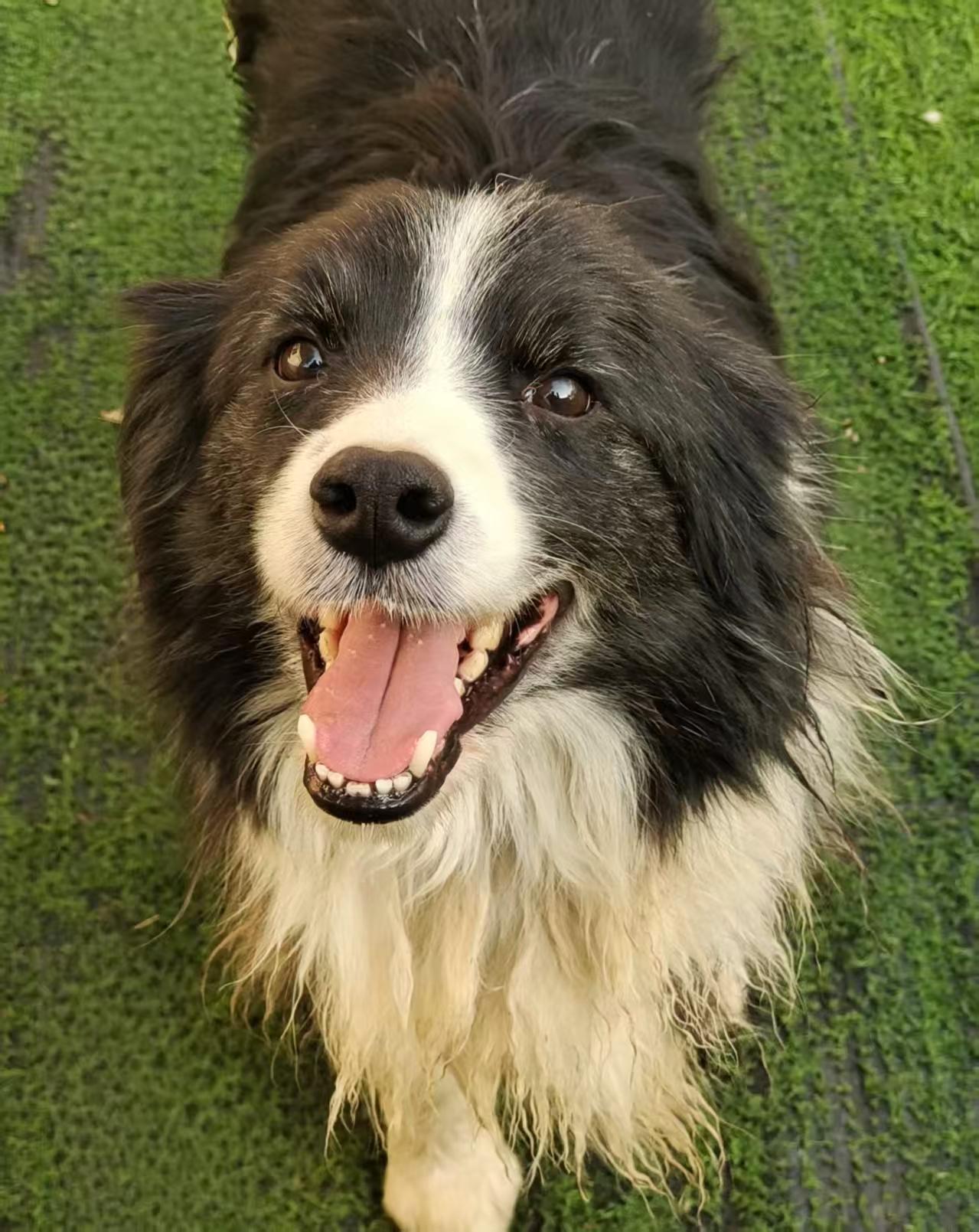 Zack, ADOPTABLE, Adult Male Border Collie.