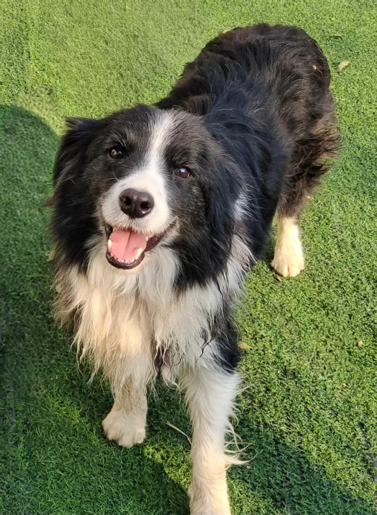 Enlarge Zack, a ADOPTABLE Border Collie in Toronto, ON image 2/3
