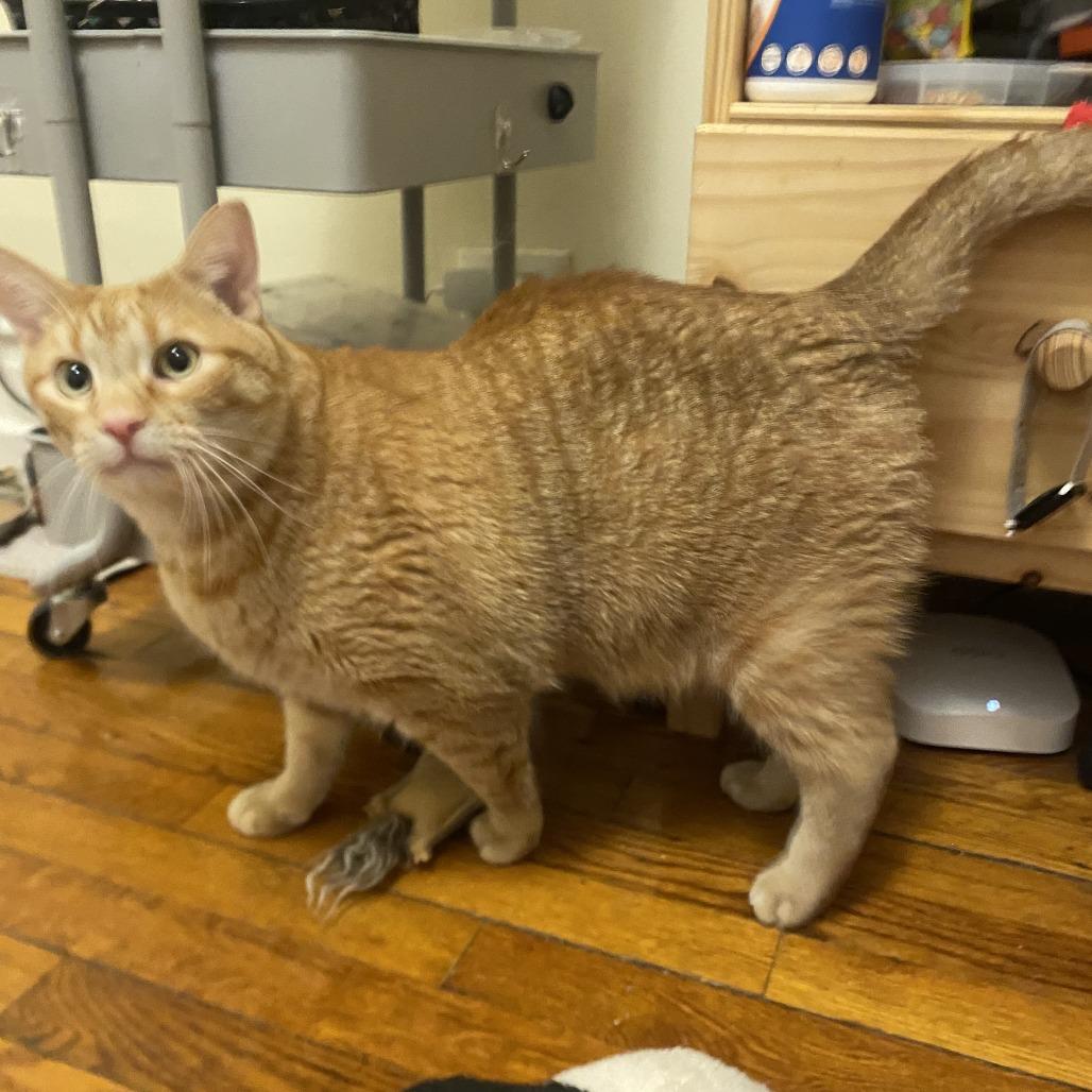 Gawain, an adoptable Domestic Short Hair in Evanston, IL image 3/6