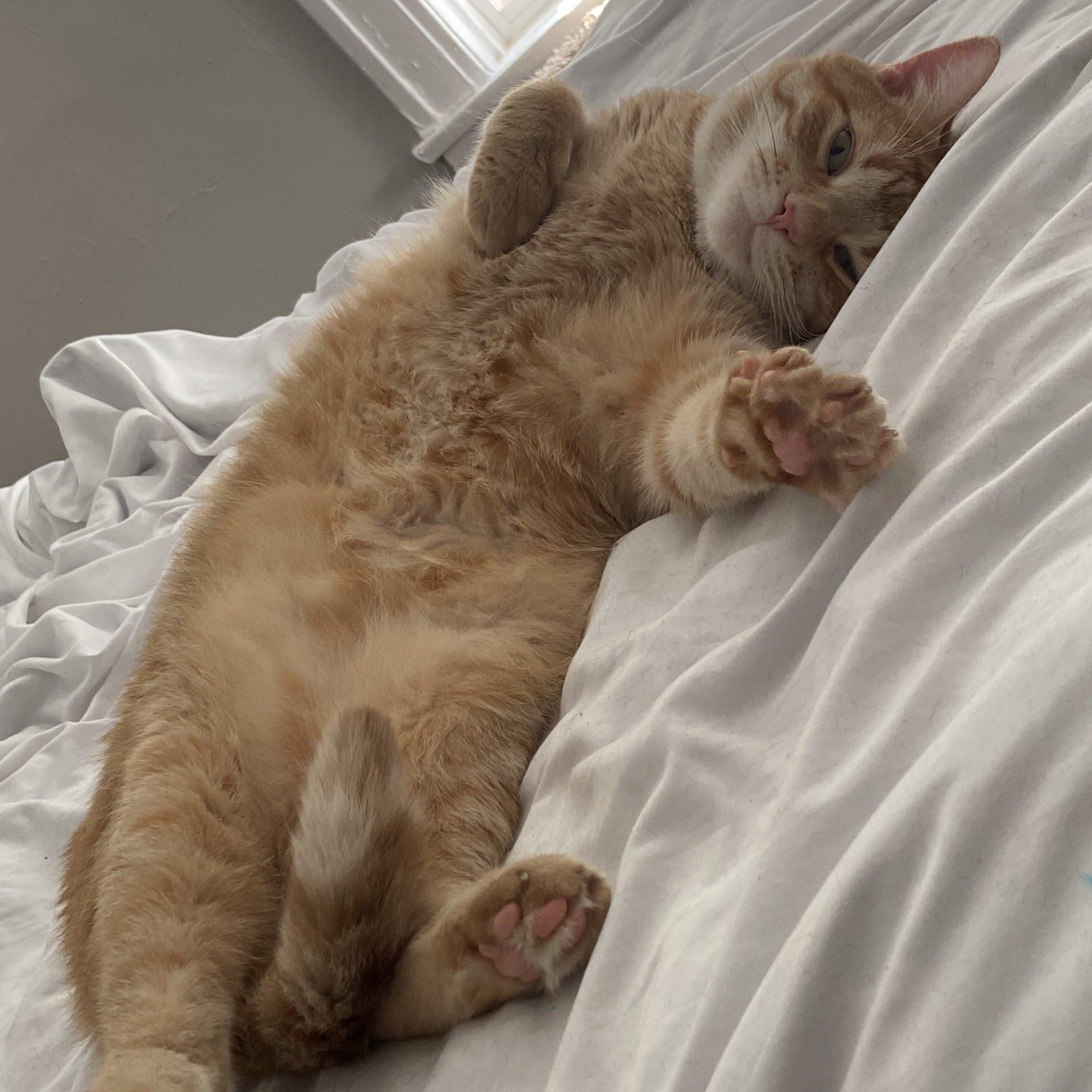 Gawain, an adoptable Domestic Short Hair in Evanston, IL image 1/6