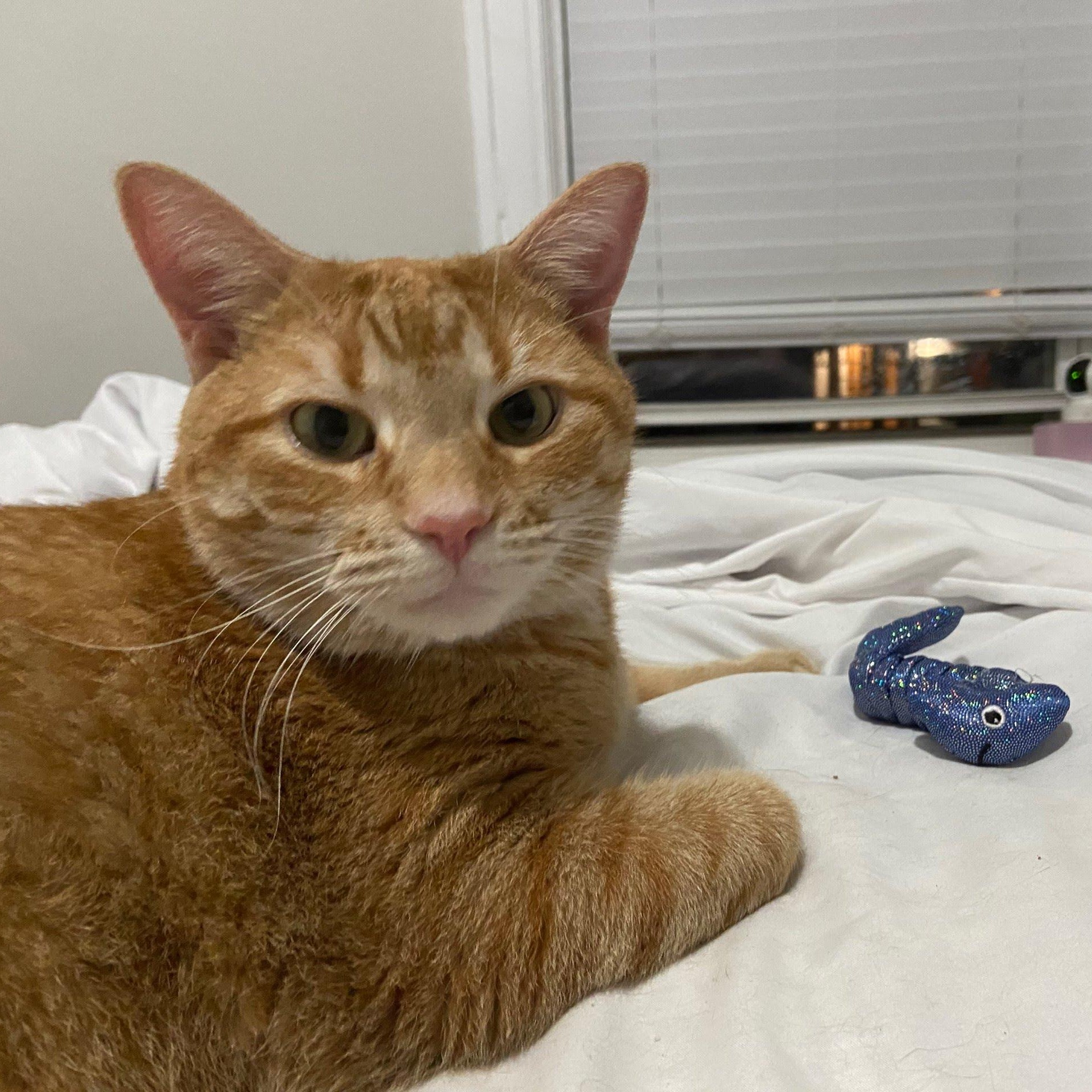 Gawain, an adoptable Domestic Short Hair in Evanston, IL image 2/6