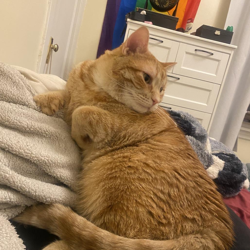 Gawain, an adoptable Domestic Short Hair in Evanston, IL image 5/6