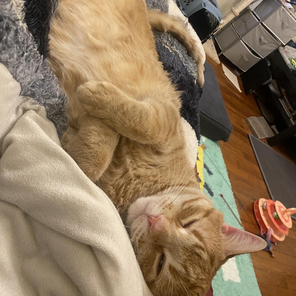 Gawain, an adoptable Domestic Short Hair in Evanston, IL image 4/6