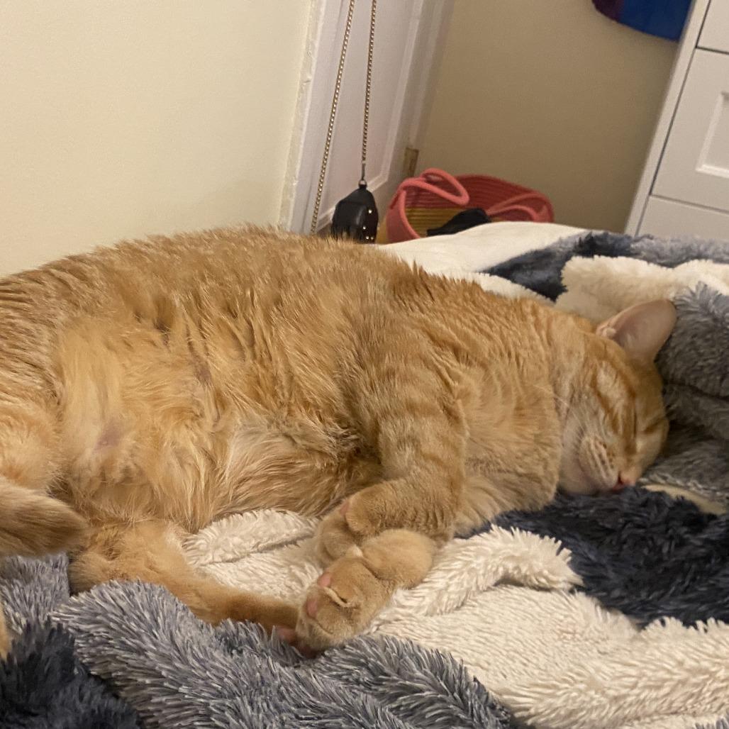 Gawain, an adoptable Domestic Short Hair in Evanston, IL image 6/6