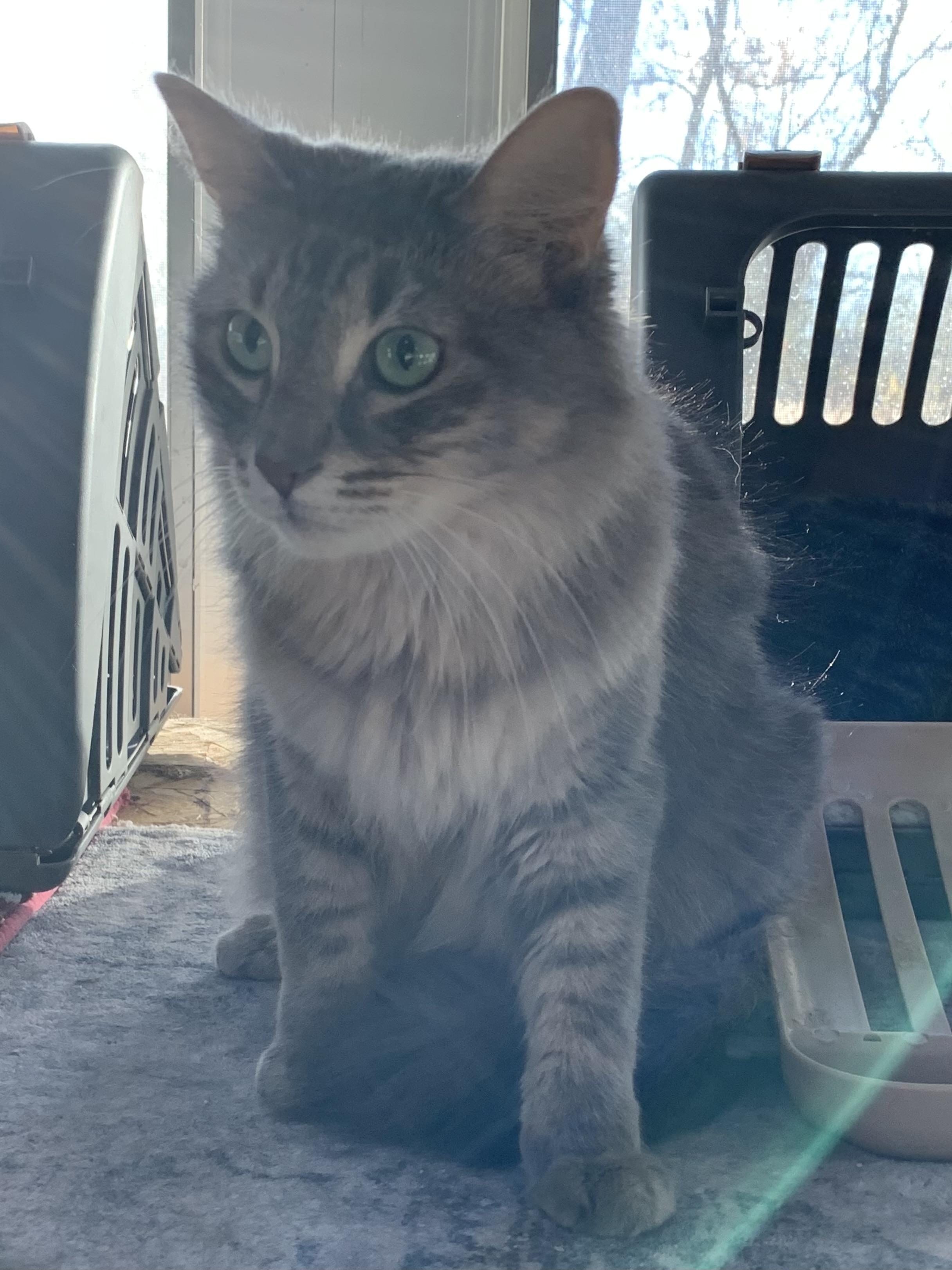 Snuggles, Adoptable, Adult Female Domestic Medium Hair.