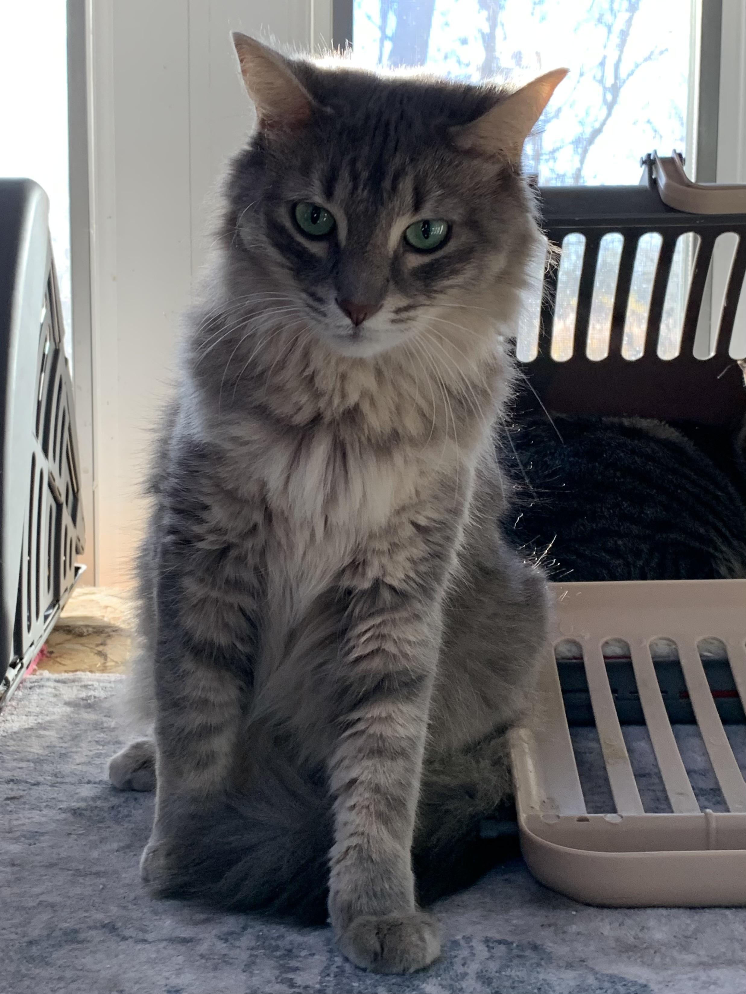 Snuggles, a Adoptable Domestic Medium Hair in Shelby Township, MI image 2/3