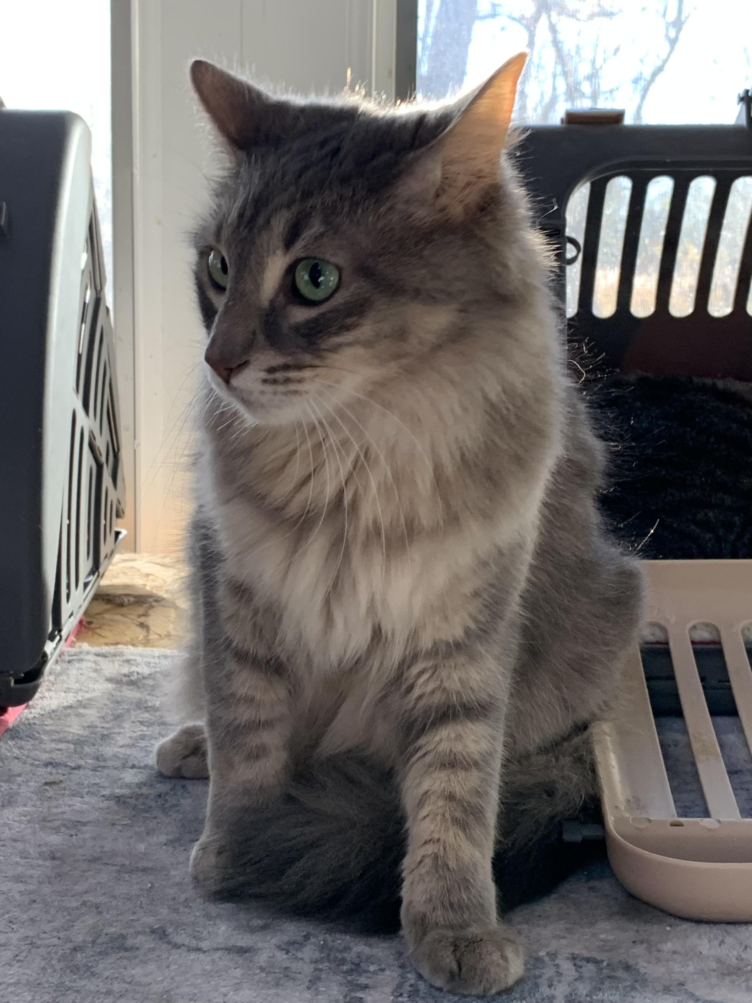 Snuggles, a Adoptable Domestic Medium Hair in Shelby Township, MI image 3/3