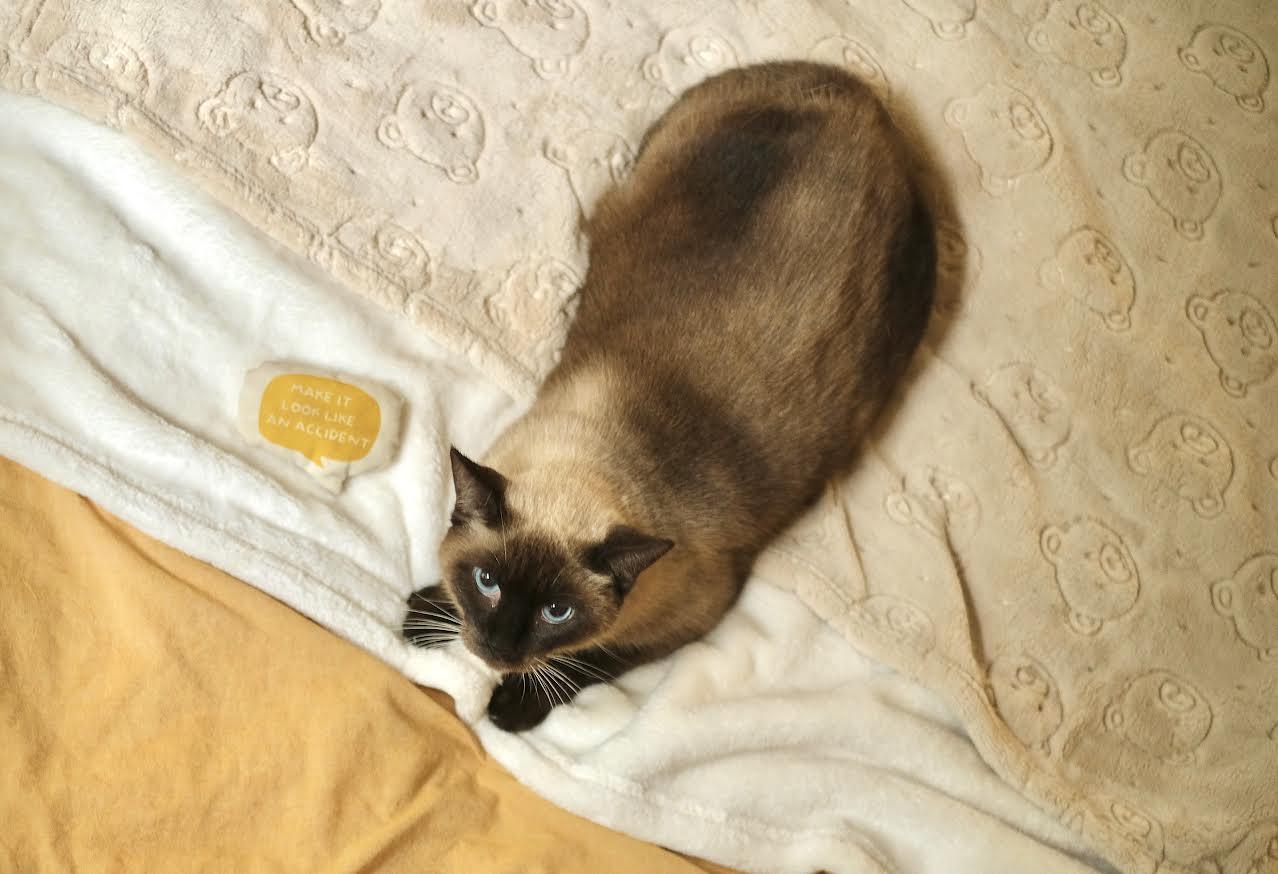 Enlarge Cappuccino, an adopted Siamese in Boston, MA image 4/6