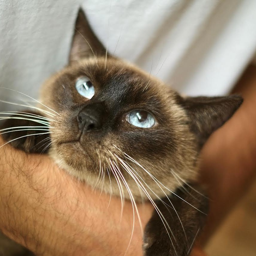 Enlarge Cappuccino, an adopted Siamese in Boston, MA image 3/6